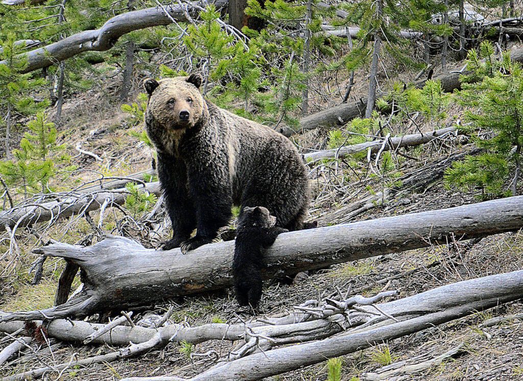 A grizzly bear and a cub along the Gibbon River in Yellowstone National Park, Wyo. (Frank van Manen / U.S. States Geological Survey via AP file)
