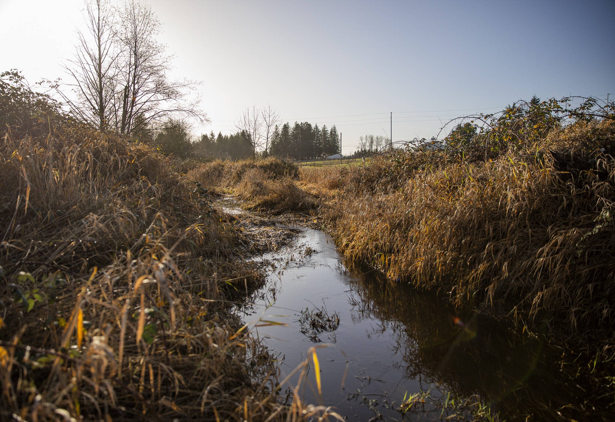 Allen Creek flows through a portion of land once used for dairy, and was recently acquired by the Tulalip Foundation for salmon restoration on Dec. 23, 2024, in Marysville, Washington. (Olivia Vanni / The Herald)