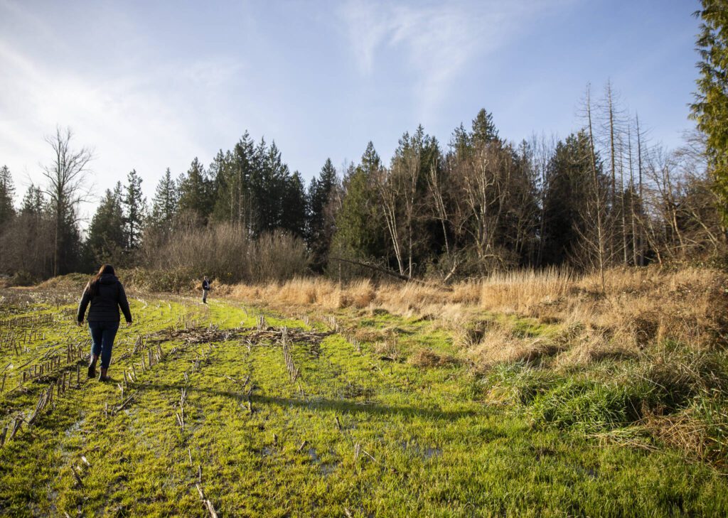 A 3.4 acre conservation easement of Allen Creek managed by Tulalip Tribes on Monday, Dec. 23, 2024 in Marysville, Washington. (Olivia Vanni / The Herald)
