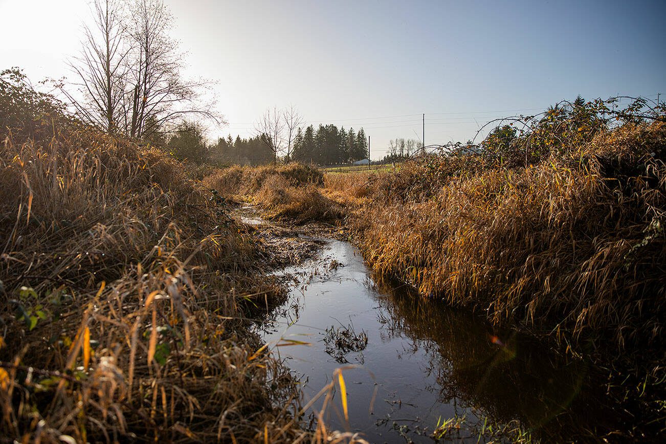Allen Creek flows through a portion of an land used for dairy that was recently acquired by the Tulalip Foundation to be used for conservation and restoration on Monday, Dec. 23, 2024 in Marysville, Washington. (Olivia Vanni / The Herald)