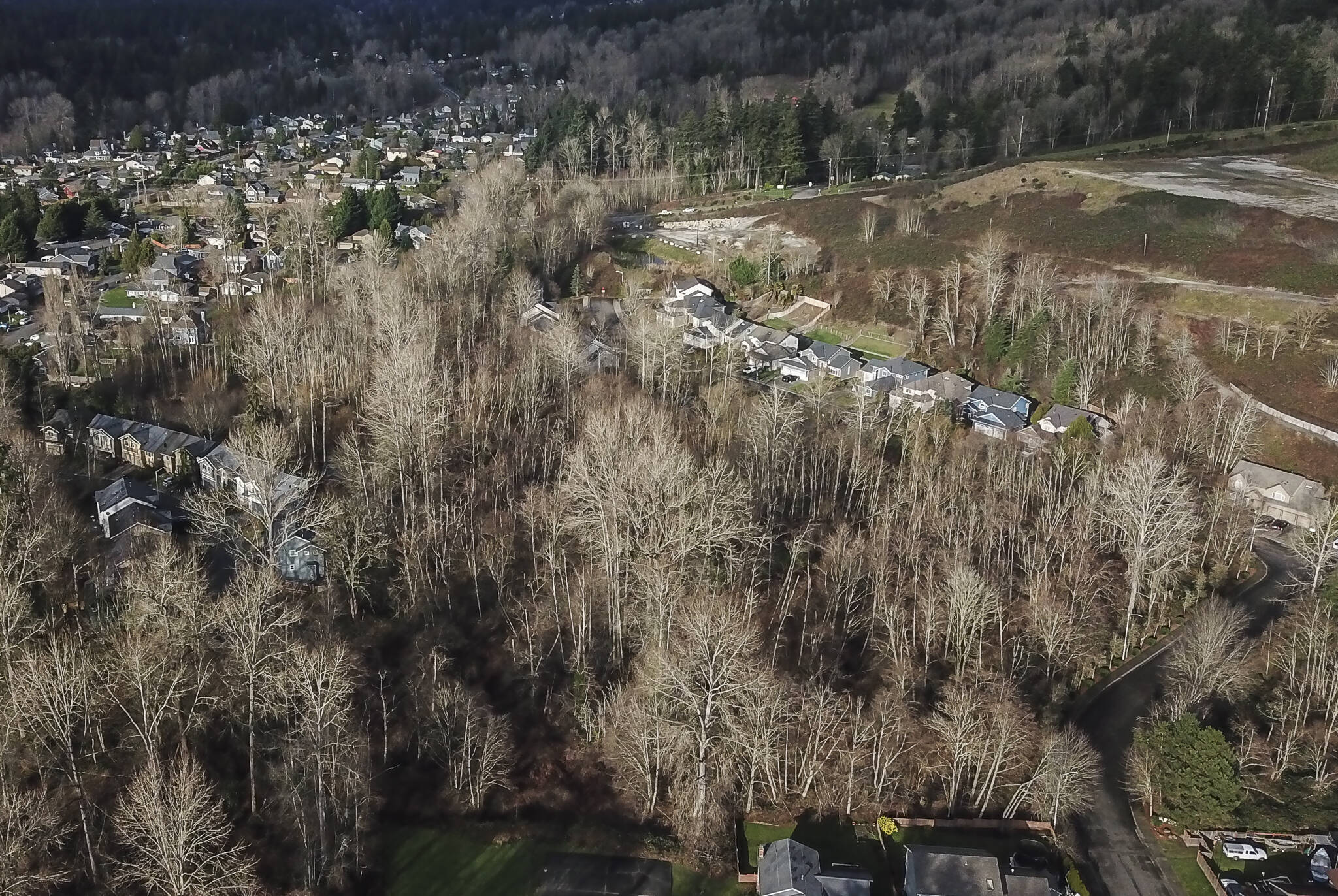 A view of the Eastglen wetlands that run through the Eastglen development in Bothell on Wednesday, Jan. 8, 2025. (Olivia Vanni / The Herald)