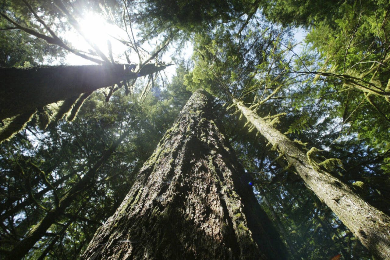 Old-growth Douglas fir trees stand along the Salmon River Trail, June 25, 2004, in Mount Hood National Forest outside Zigzag, Ore. The results in early 2023 from the government’s first-ever national inventory of mature and old-growth forests identified more than 175,000 square miles of the forests on U.S. government lands. (Rick Bowmer / Associated Press file)