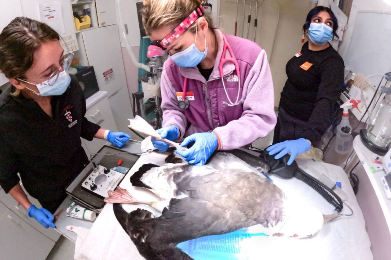 Veterinarian Dr. Bethany Groves (center) performs surgery on a Laysan albatross in February 2023, at the Progressive Animal Welfare Society’s wildlife center in Lynnwood. (Photo courtesy Anthony Denice)