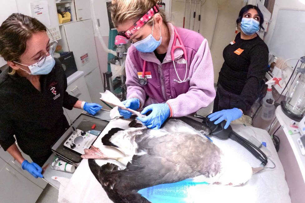 Veterinarian Bethany Groves, center, performs surgery on a Laysan albatross on Feb. 15, 2023 at the Progressive Animal Welfare Society’s (PAWS) wildlife center in Lynnwood, Washington. (Photo courtesy Anthony Denice)