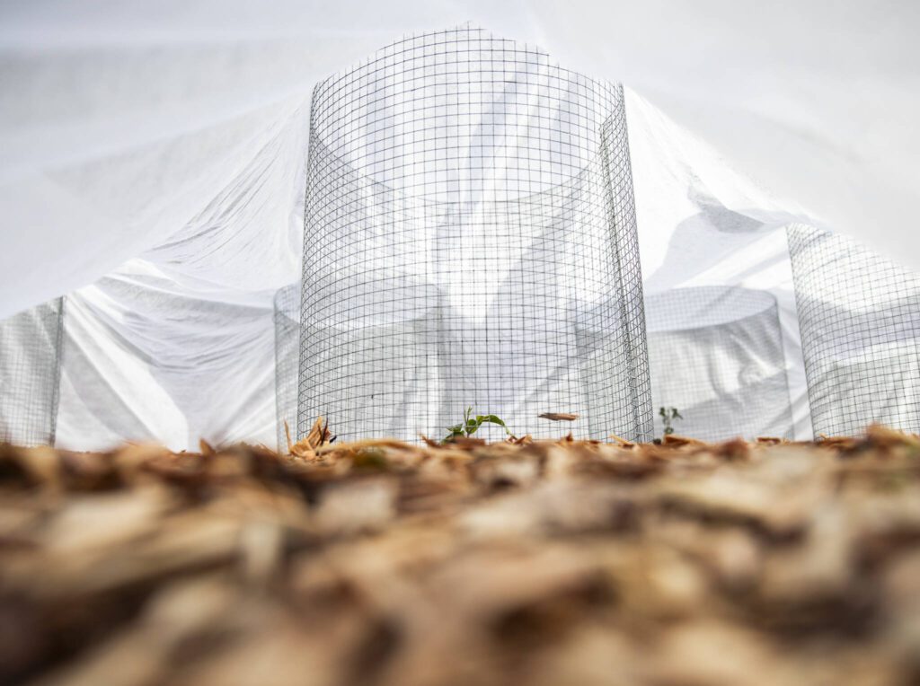 A tea plant pops out of the ground at Rooted Northwest that was funded as part of a forest farming grant on Thursday, Jan. 23, 2025 in Arlington, Washington. (Olivia Vanni / The Herald)
