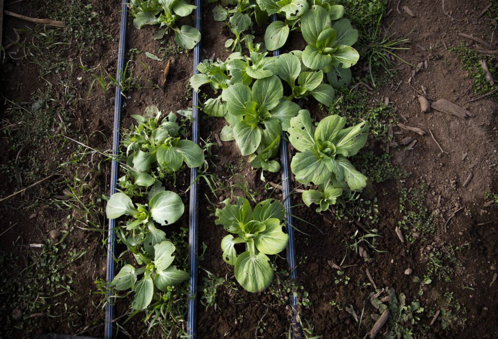 Bok choy grows out of the ground at Reconnecting Roots Farm at Rooted Northwest on Thursday, Jan. 23, 2025 in Arlington, Washington. (Olivia Vanni / The Herald)
