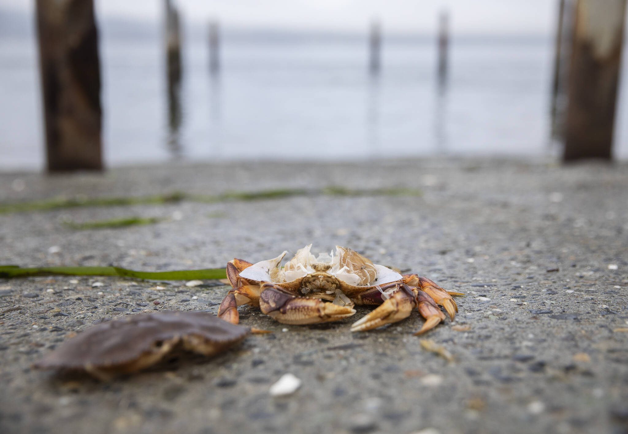 The exoskeleton of a crab sits on the boat ramp at Mukilteo Beach on Tuesday, Jan. 14, 2025 in Mukilteo, Washington. (Olivia Vanni / The Herald)