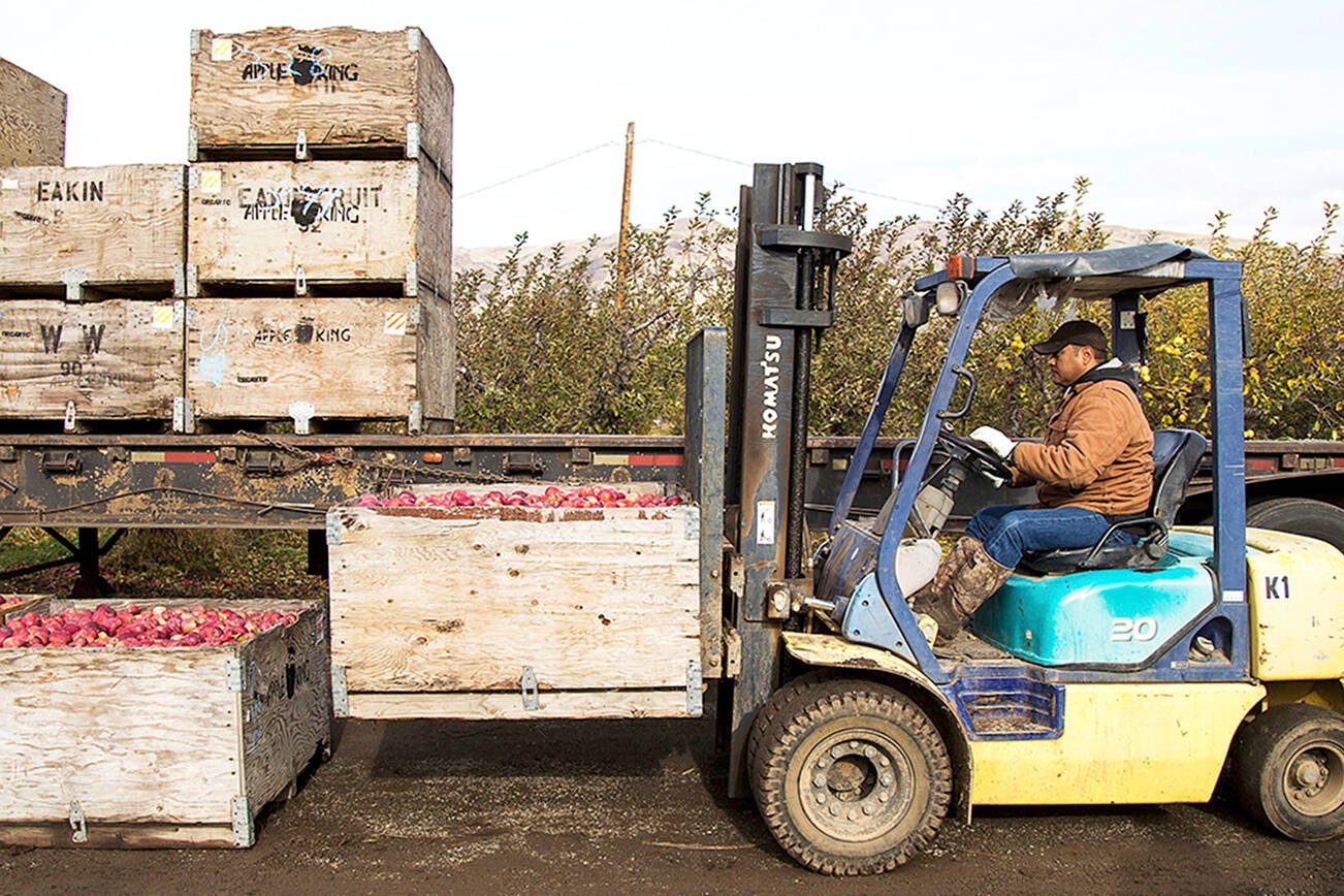 FILE- In this Nov. 14, 2017, file photo Jaìme Ceja operates a forklift while loading boxes of Red Delicious apples on to a trailer during his shift in an orchard in Tieton, Wash. Cherry and apple growers in Washington state are worried their exports to China will be hurt by a trade war that escalated on Monday when that country raised import duties on a $3 billion list of products. (Shawn Gust/Yakima Herald-Republic via AP, File)