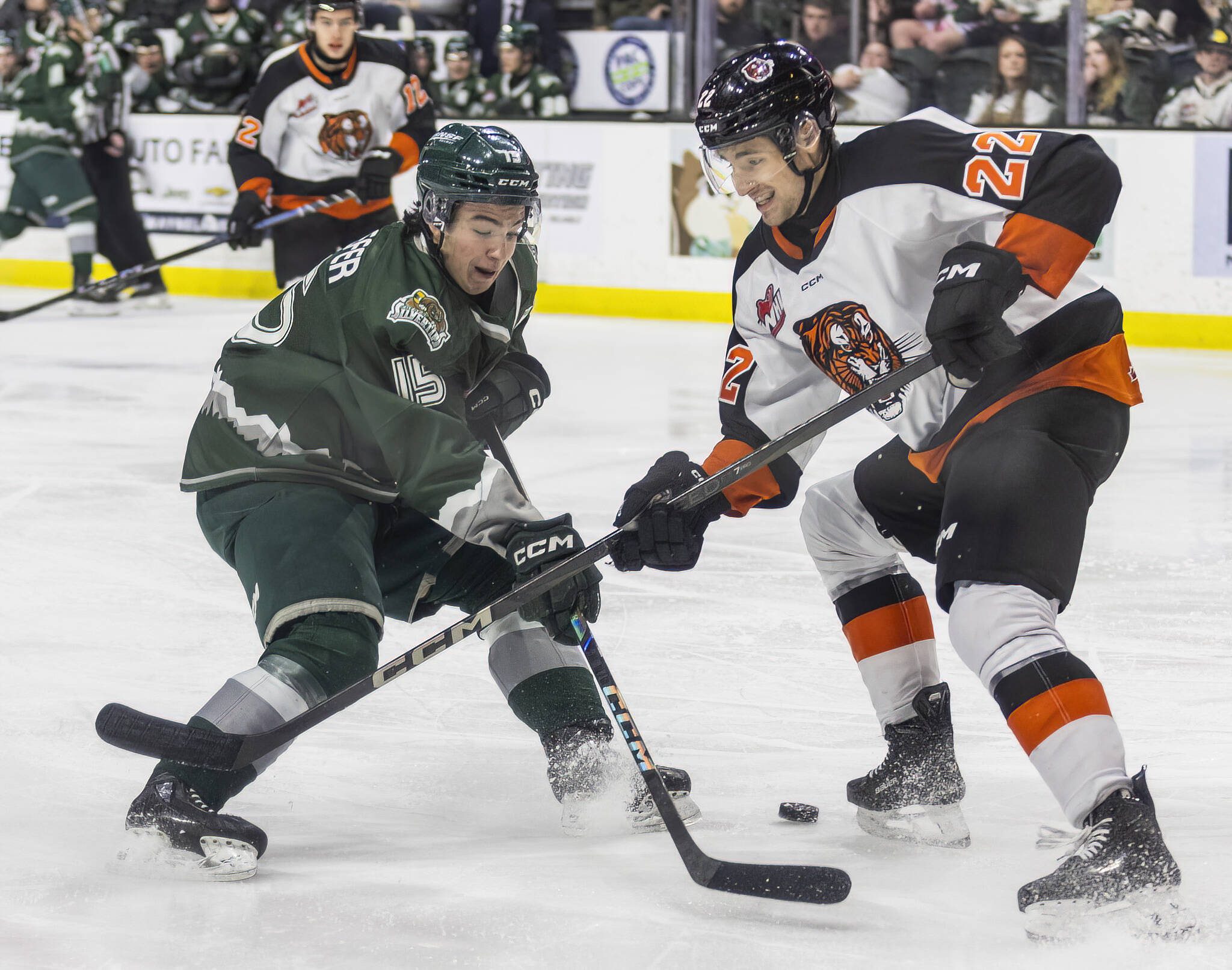 Slivertips’ Clarke Schaefer tries to maneuver around Medicine Hat’s Josh Van Mulligen during the game on Wednesday, Jan. 29, 2025 in Everett, Washington. (Olivia Vanni / The Herald)