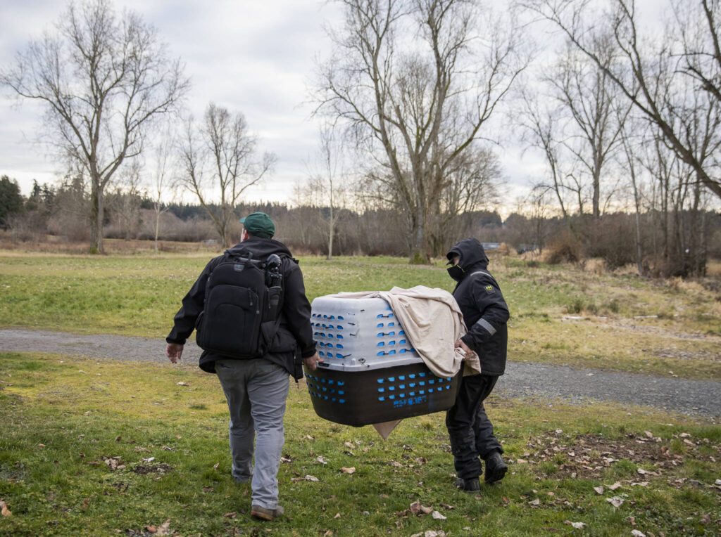Anthony Denice, left, and Pat Kent, right, carry a rehabilitated male bald eagle to an open field for release at Lake Ballinger on Tuesday, Feb. 4, 2025 in Mountlake Terrace, Washington. (Olivia Vanni / The Herald)
