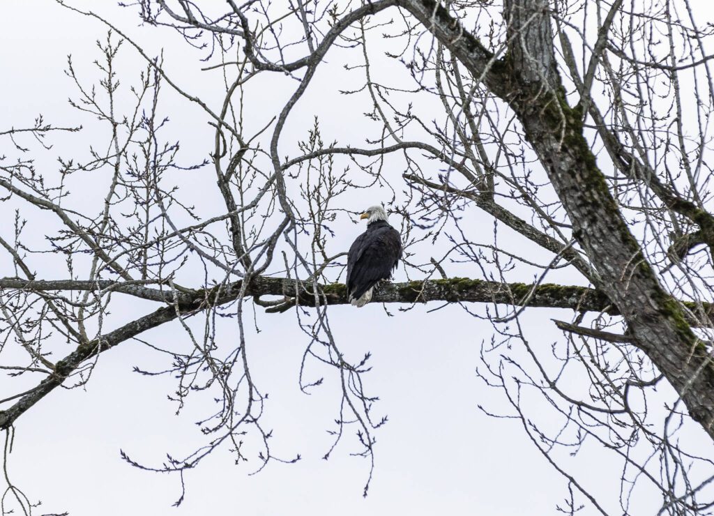 A male bald eagle perches on the branch of a nearby tree after being released at Lake Ballinger on Tuesday, Feb. 4, 2025 in Mountlake Terrace, Washington. (Olivia Vanni / The Herald)
