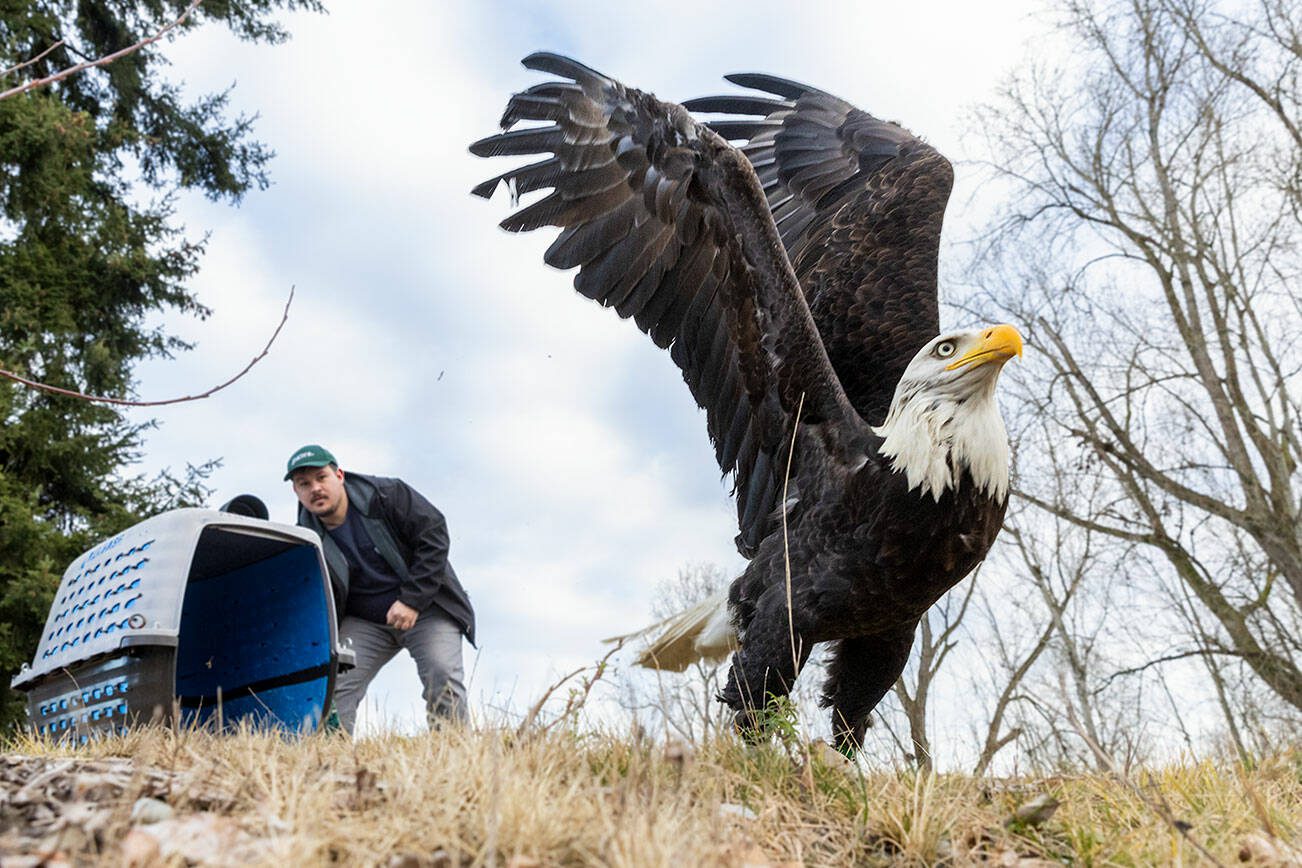 PAWS Wildlife Naturalist Anthony Denice releases a rehabilitated male bald eagle at Lake Ballinger on Tuesday, Feb. 4, 2025 in Mountlake Terrace, Washington. (Olivia Vanni / The Herald)
