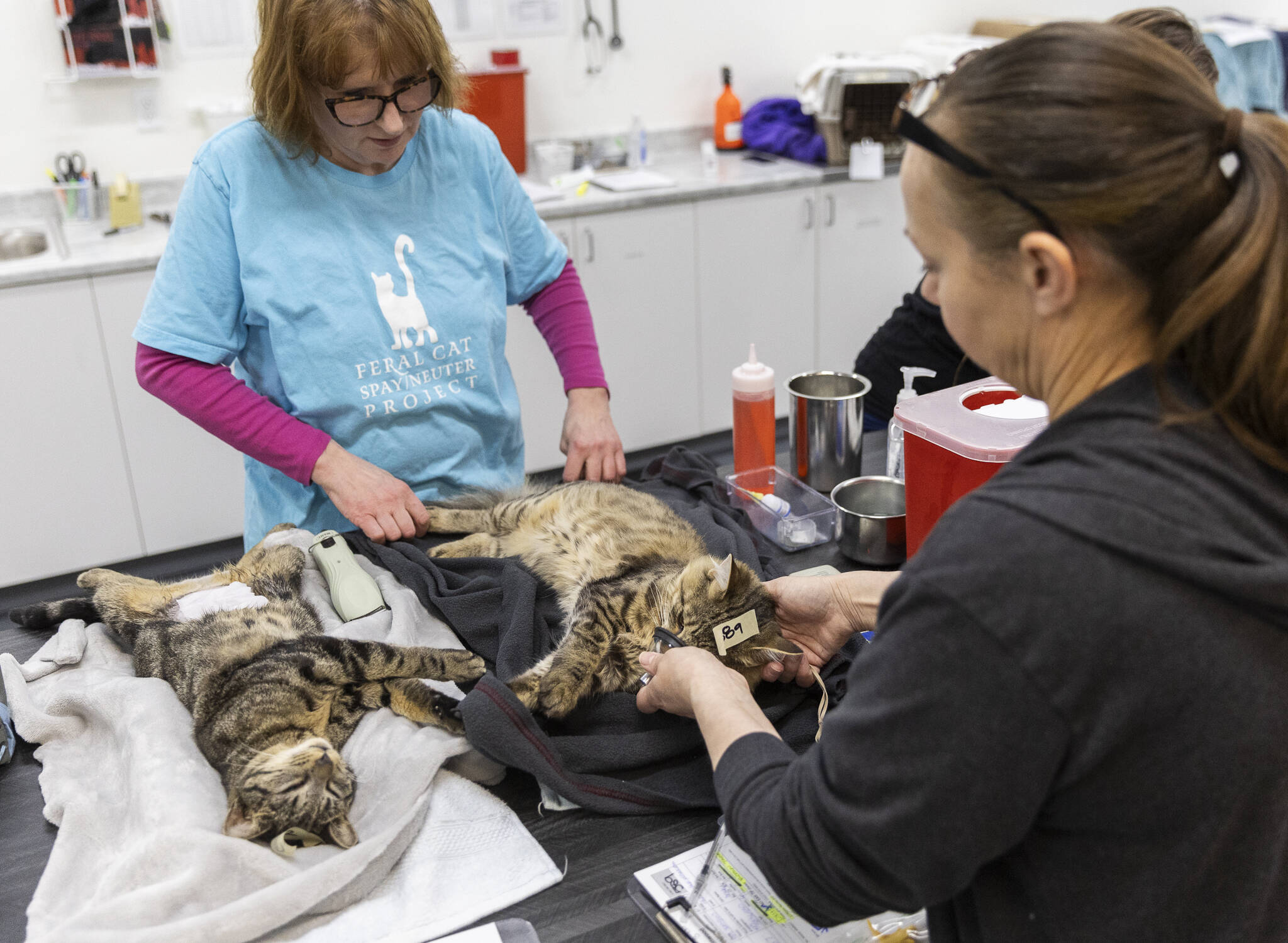 Feral Cat Spay/Neuter Project volunteer Kris Niznik (left) helps clinic technician Joan Hovis prep cats for their spay and neuters on Feb. 20, in Lynnwood. (Olivia Vanni / The Herald)