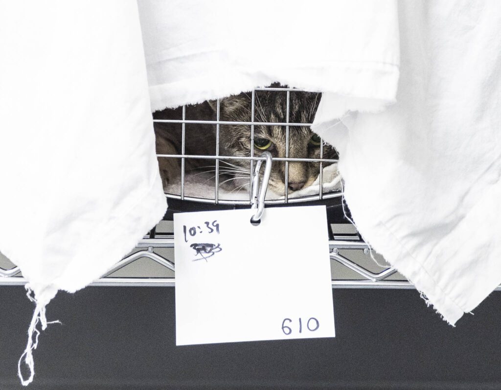 A cat waking up from sedation looks out of their crate at the Feral Cat Spay/Neuter Project on Feb. 20, in Lynnwood. (Olivia Vanni / The Herald)
