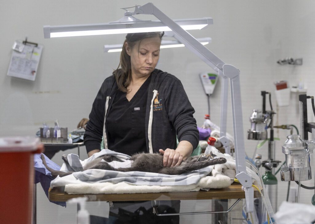 Feral Cat Spay/Neuter Project clinic technician Joan Hovis places her hand on the chest of a cat after placing them on the operating table on Feb. 20 in Lynnwood. (Olivia Vanni / The Herald)
