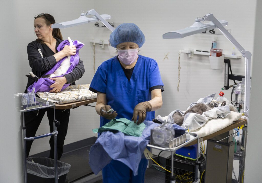 Feral Cat Spay/Neuter Project clinic technician Joan Hovis (left) moves a cat that just finished its spay as veterinarian Holly Birkett (right) preps for her next procedure on Thursday, Feb. 20 in Lynnwood.. (Olivia Vanni / The Herald)
