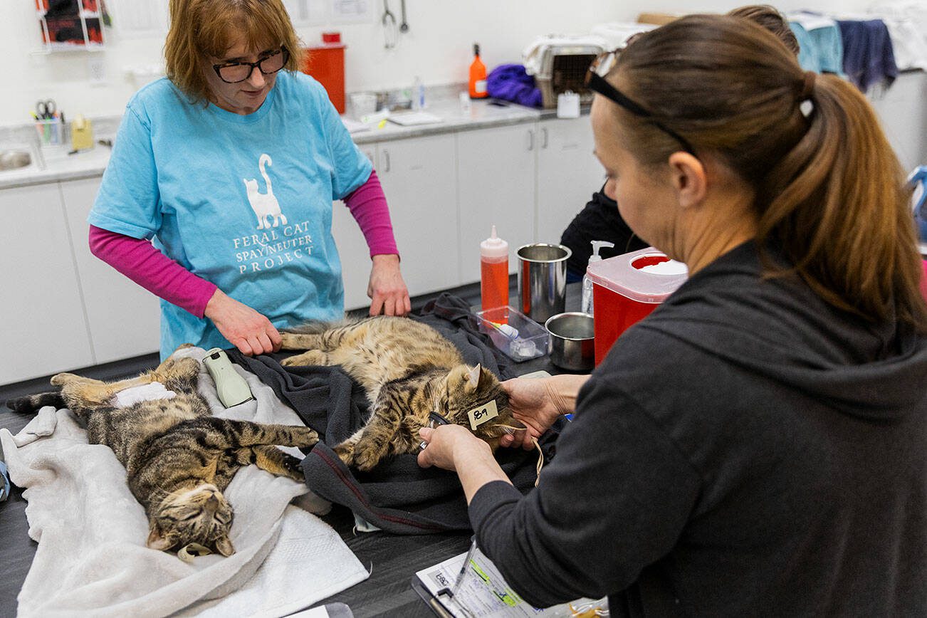 Feral Cat Spay/Neuter Project volunteer Kris Niznik, left, helps clinic technician Joan Hovis prep cats for their spay and neuters on Thursday, Feb. 20, 2025 in Lynnwood, Washington. (Olivia Vanni / The Herald)