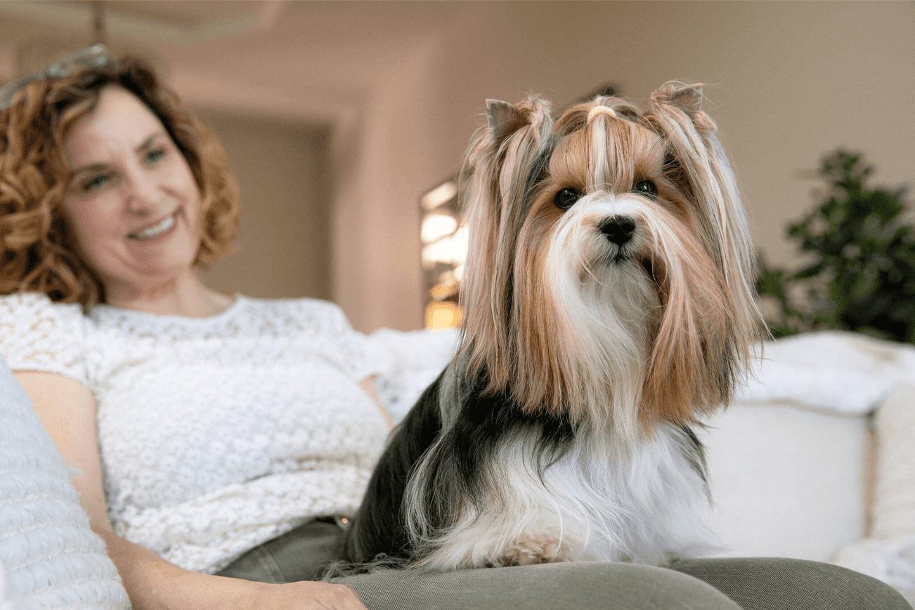 Pippin the Biewer Terrier sits in the lap of her owner Kathy West on Monday, May 20, 2024, at West’s home in Marysville, Washington. (Ryan Berry / The Herald).