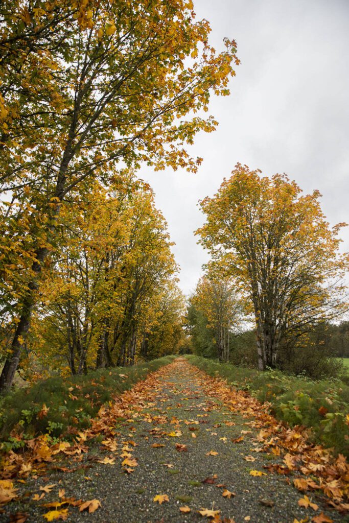 Leaves cover a portion of the Whitehorse Trail on Monday, Oct. 16, 2024 in Arlington, Washington. (Olivia Vanni / The Herald)
