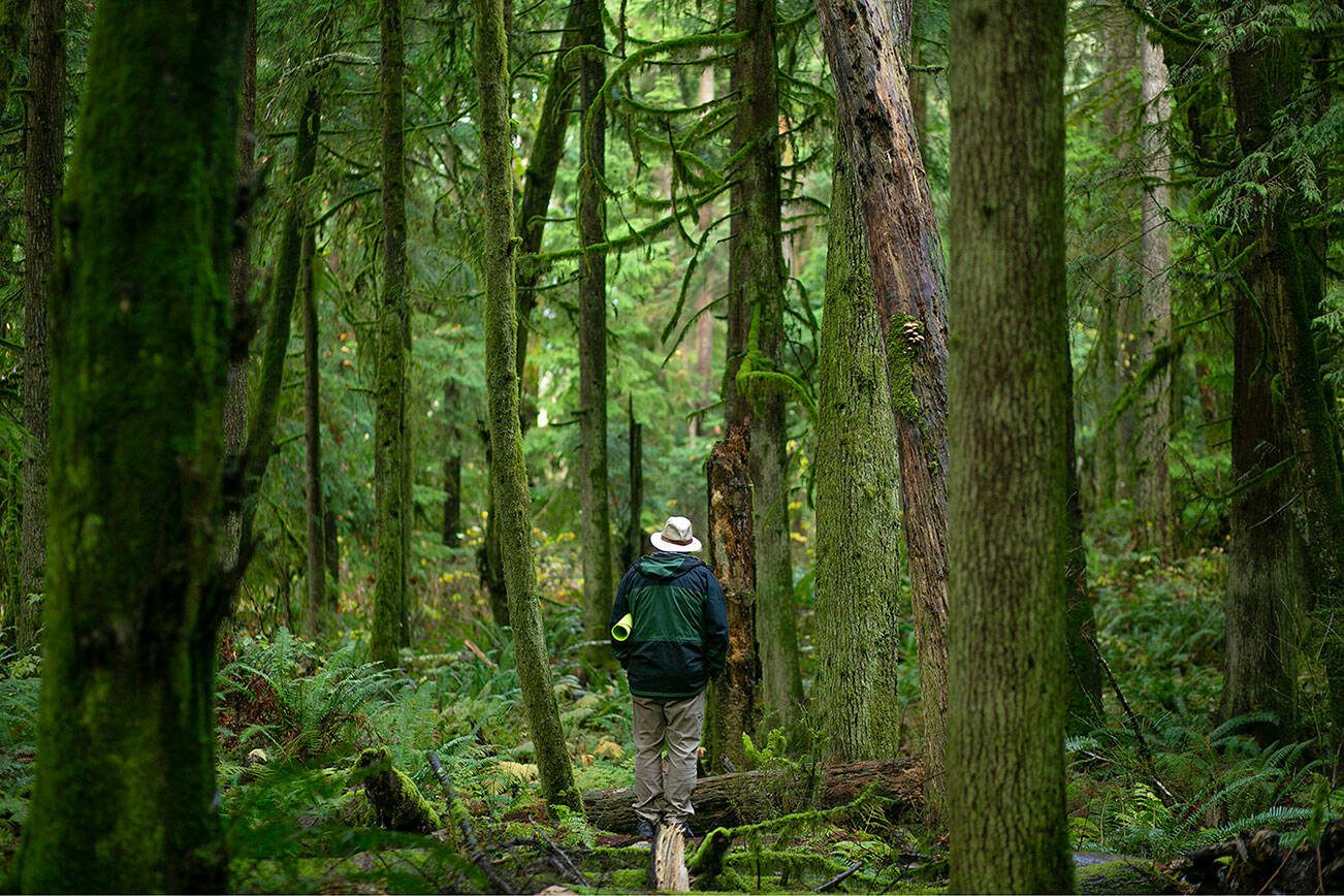 James Pendleton walks off on his own during 15 minutes of quiet observation forest bathing session Sunday, Nov. 19, 2023, at Lord Hill Regional Park near Snohomish, Washington. (Ryan Berry / The Herald)