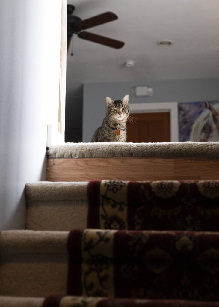 Ollie, one of a handful of animals at The Grayson, sits at the top of the stairs. (Olivia Vanni / The Herald)
