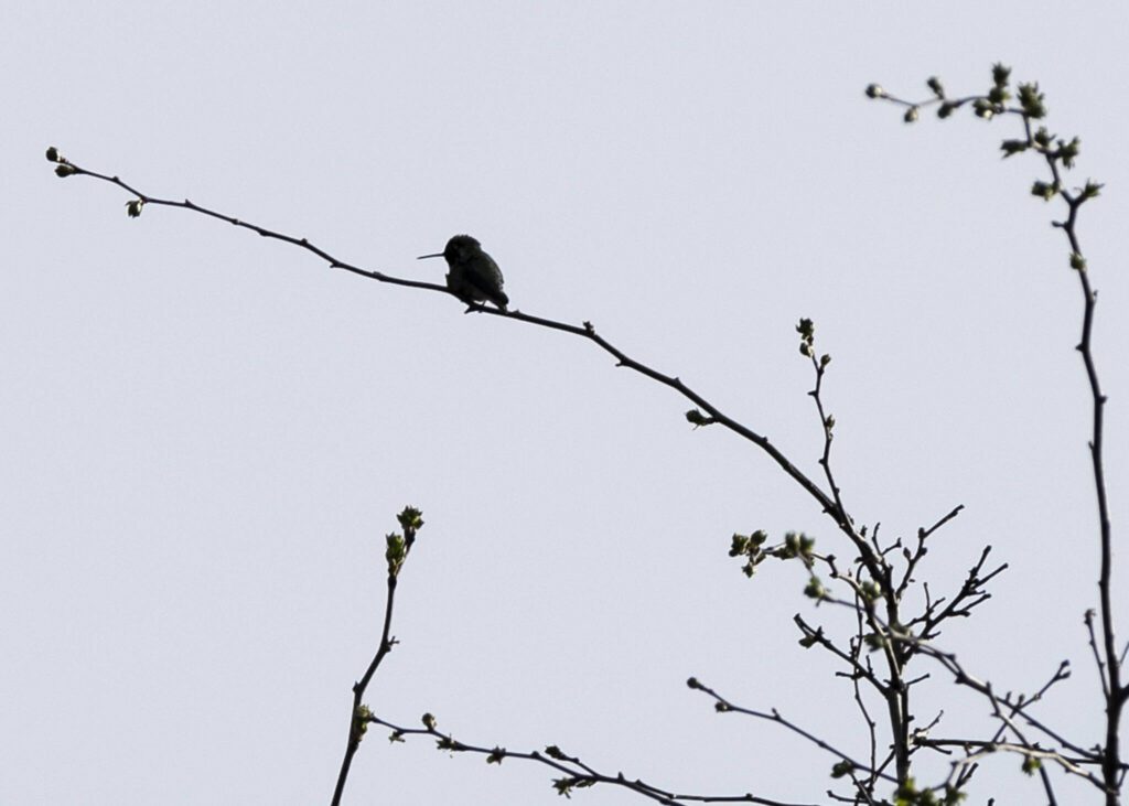 A hummingbird sits on the branch of a tree at Hummingbird Hill Park on Monday, March 31, 2025, in Edmonds, Washington. (Olivia Vanni / The Herald)
