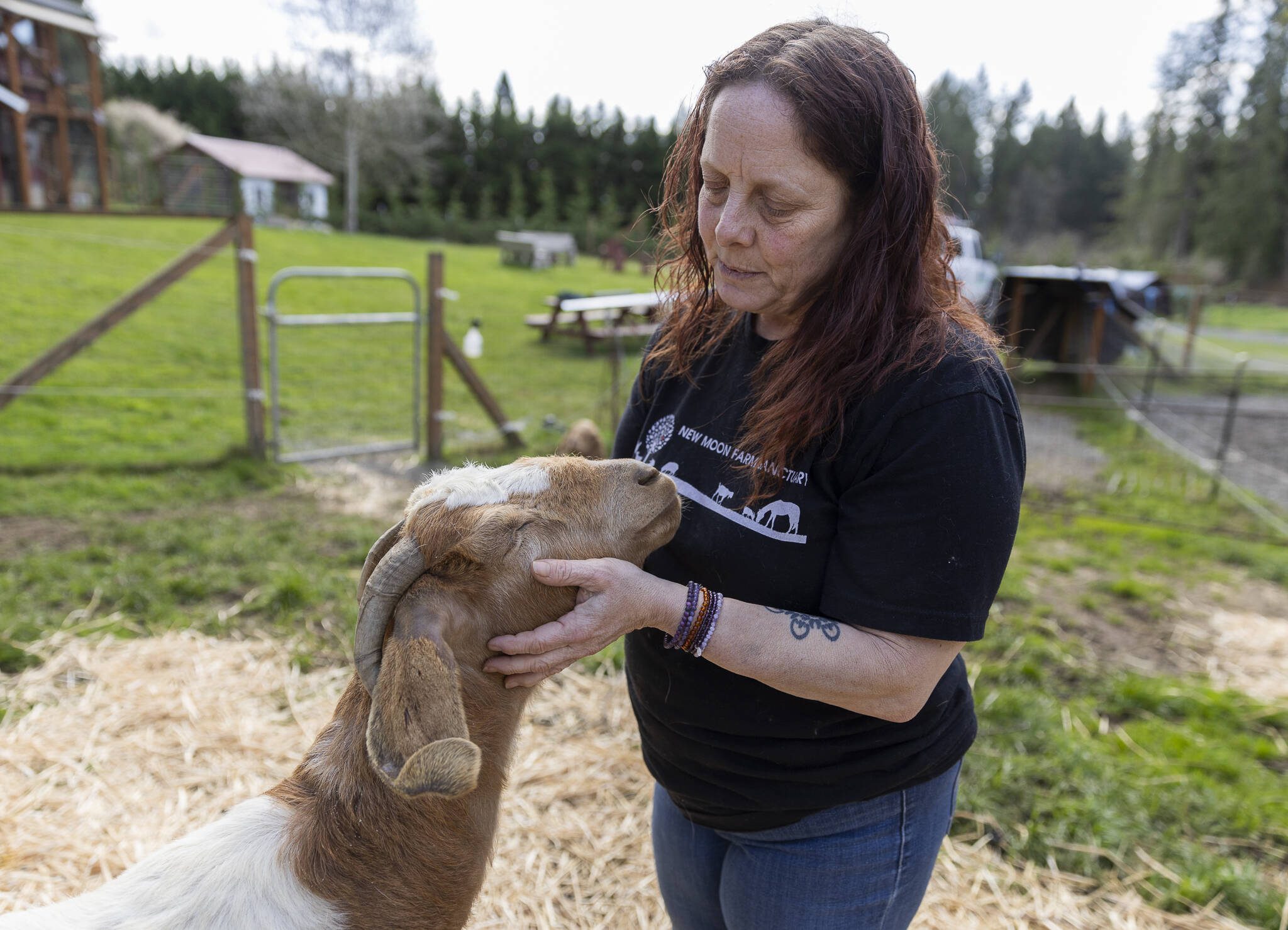 Ellen Felsenthal, founder and director of New Moon Farm Sanctuary, pets Clara Bow-er, a boer goat that was a part of a larger rescue from Yelm on Thursday, April 3, 2025 in Arlington, Washington. (Olivia Vanni / The Herald)
