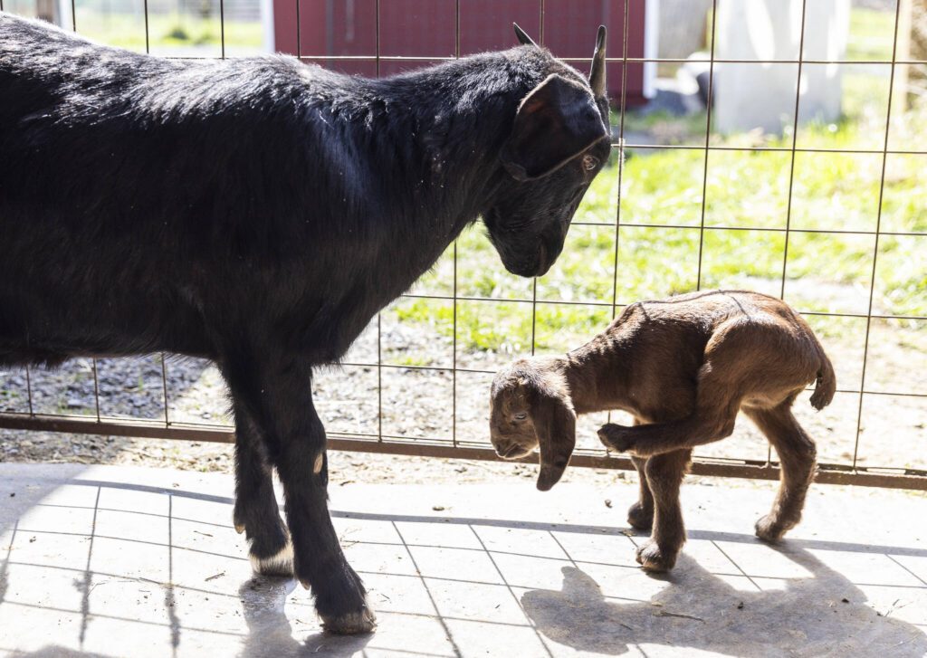 A 2-year-old boer goat from the Yelm rescue watches over her two-day-old baby as it tries to scratch itself at New Mon Farm Sanctuary on Thursday, April 3, 2025 in Arlington, Washington. (Olivia Vanni / The Herald)
