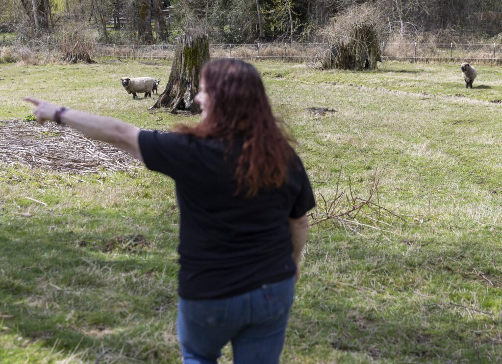 Ellen Felsenthal talks about some the the New Moon Farm Sanctuary resident animals while walking through one of her paddocks on Thursday, April 3, 2025 in Arlington, Washington. (Olivia Vanni / The Herald)

