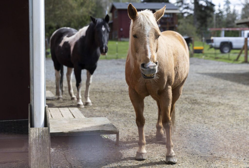 Santucary residents and Felsenthal’s horses Cupcake, right, shows her teeth while Eclipse watches from behind at New Moon Farm Sanctuary on Thursday, April 3, 2025 in Arlington, Washington. (Olivia Vanni / The Herald)
