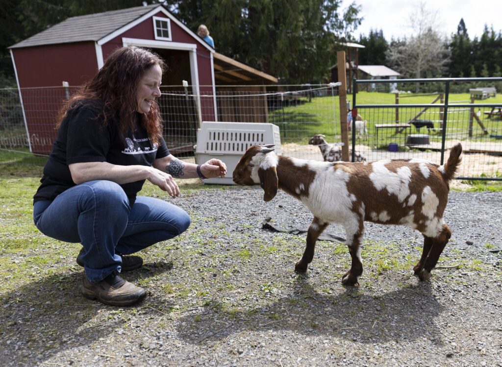 One of the younger boer goats from the Yelm rescue approaches Ellen Felsenthal at New Moon Farm Sanctuary on Thursday, April 3, 2025 in Arlington, Washington. (Olivia Vanni / The Herald)
