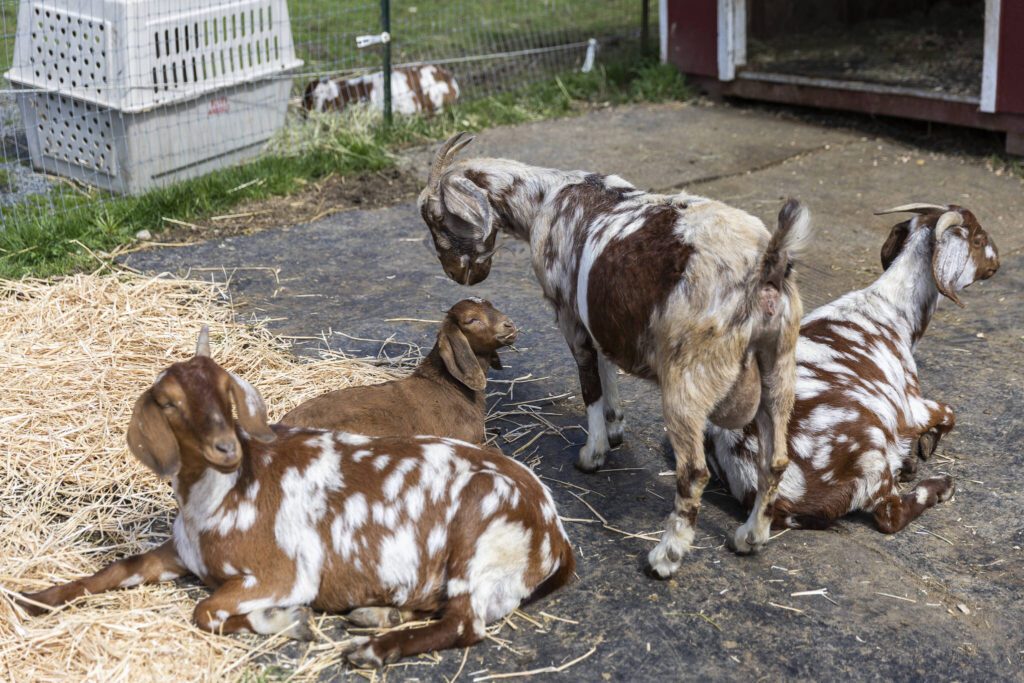 A few boer goats lounge lounge together in the sun at New Moon Farm Sanctuary on Thursday, April 3, 2025 in Arlington, Washington. (Olivia Vanni / The Herald)
