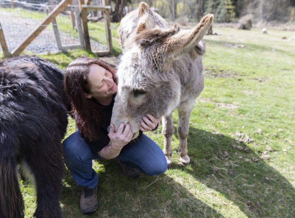 Ellen Felsenthal pets New Moon Farm Sanctuary resident donkey Salsa on Thursday, April 3, 2025 in Arlington, Washington. (Olivia Vanni / The Herald)
