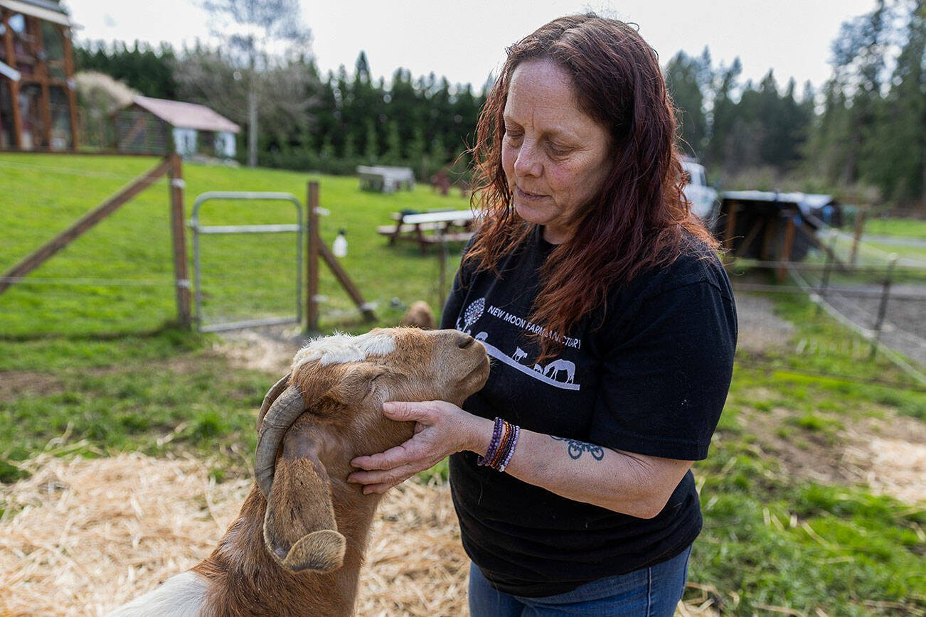 Founder and director of New Moon Farm Sanctuary Ellen Felsenthal pets Clara Bow-er, a boer goat that was a part of a larger rescue from Yelm on Thursday, April 3, 2025 in Arlington, Washington. (Olivia Vanni / The Herald)