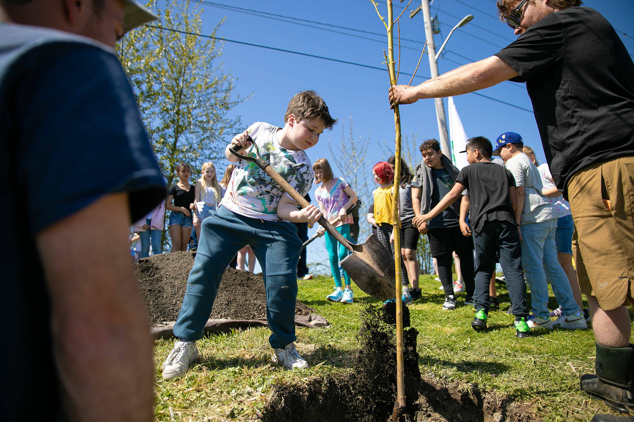 Freylands Elementary students help plant a Niobe Golden Weeping Willow along the banks of Lake Tye during an Arbor Day celebration at Lake Tye Park on Friday, April 28, 2023, in Monroe, Washington. (Ryan Berry / The Herald)