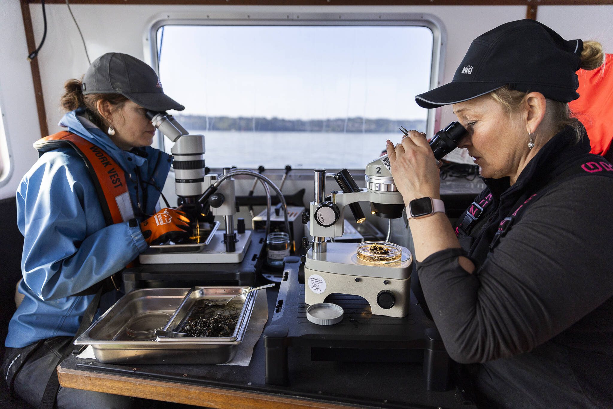 Danny Burgess, left, and Sandy Weakland, right, carefully pull out benthic organisms from sediment samples on Thursday, May 1, 2025 in Everett, Washington. (Olivia Vanni / The Herald)