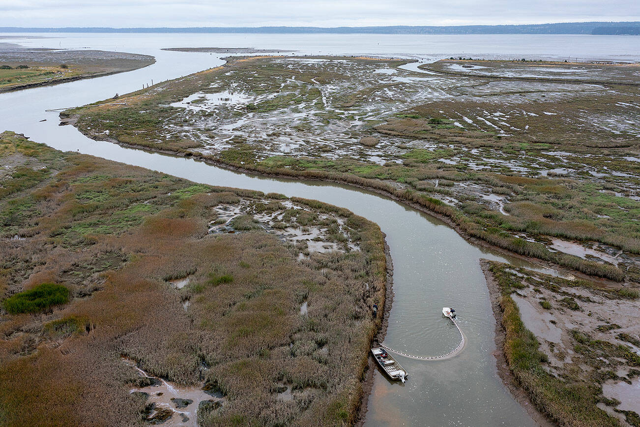 In the summer of 2021, members of the Skagit River System Cooperative counted fish in the restored estuary of Leque Island near Stanwood. What they found was encouraging. (Chuck Taylor / The Herald) 20210817