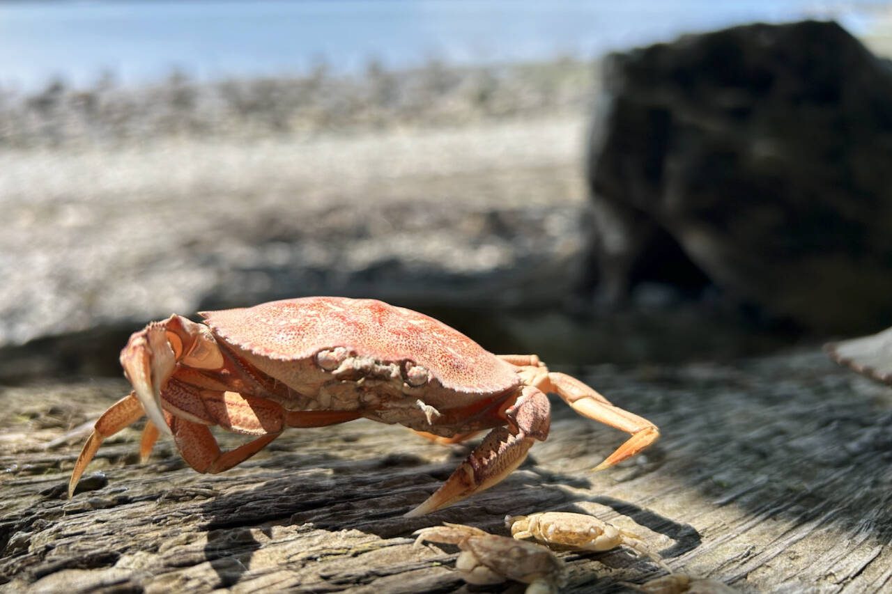 A European green crab molt sits atop driftwood on an area beach. (Jonathan Robinson)