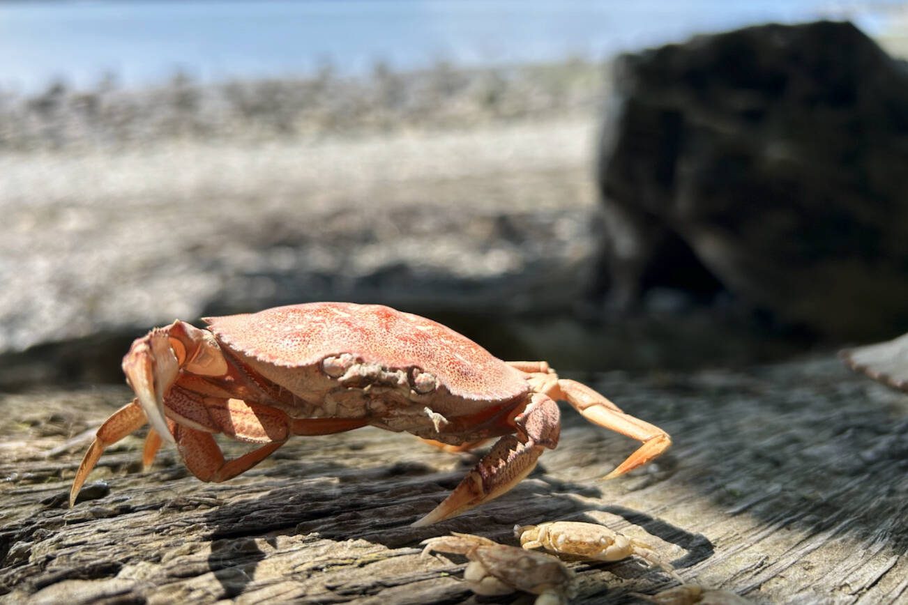 Help Washington manage European green crabs with citizen science events | HeraldNet.com
