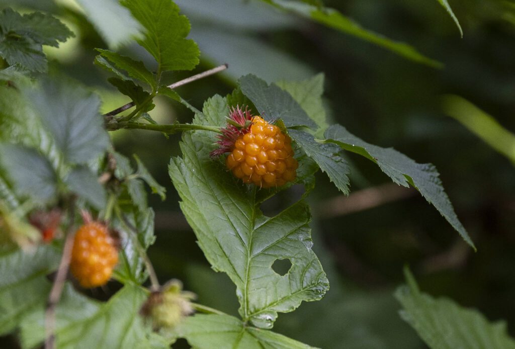 Native salmonberries grow along a trail in the newly renovated Scriber Lake Park on Wednesday, June 4, 2025 in Lynnwood, Washington. (Olivia Vanni / The Herald)
