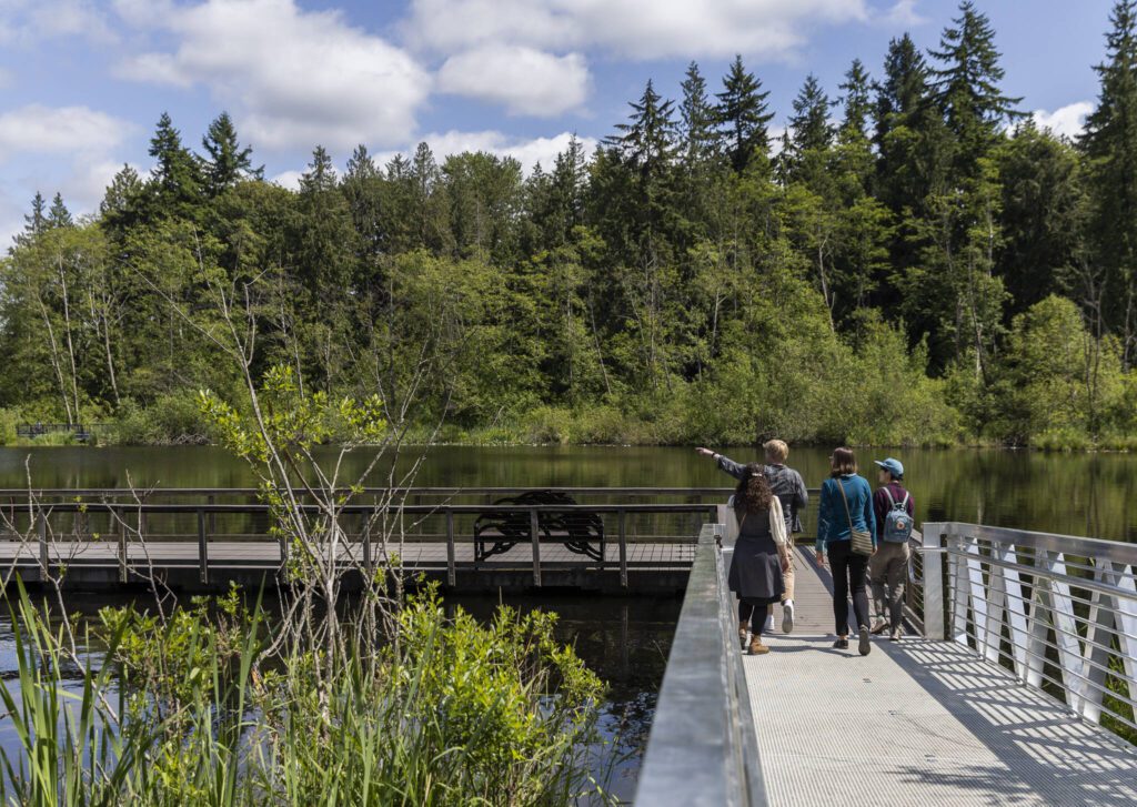 People explore a portion of the boardwalk at Scriber Lake Park on Wednesday, June 4, 2025 in Lynnwood, Washington. (Olivia Vanni / The Herald)
