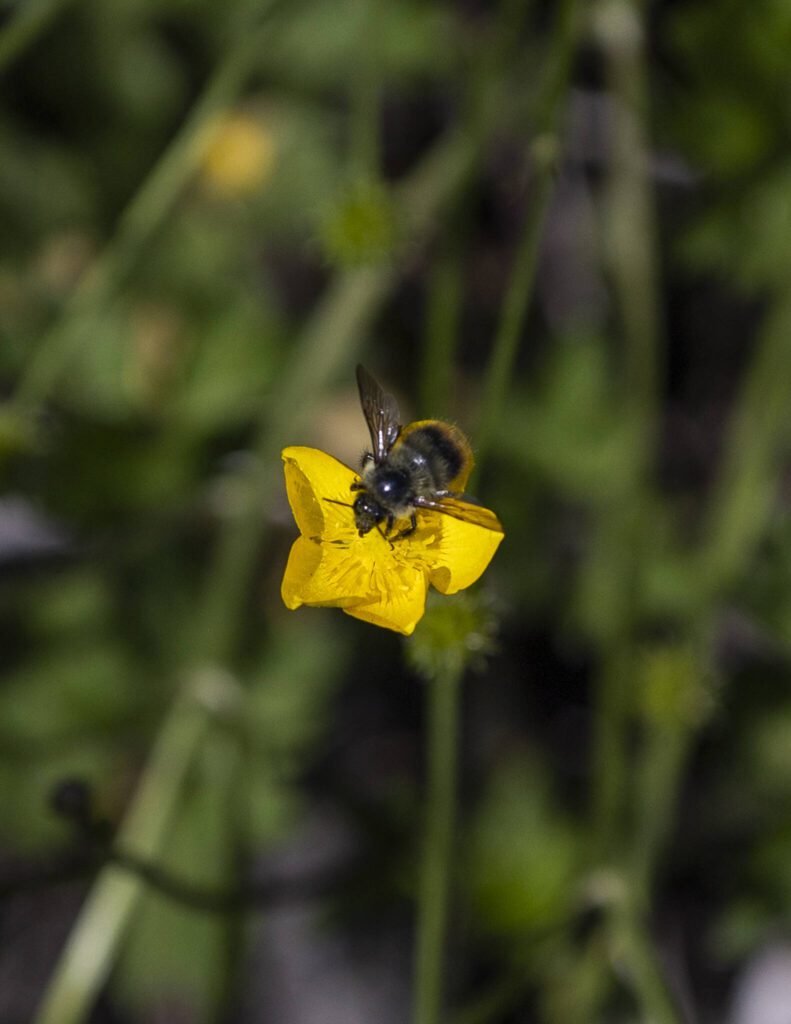 A bee lands on a buttercup flower at Scriber Lake Park on Wednesday, June 4, 2025 in Lynnwood, Washington. (Olivia Vanni / The Herald)
