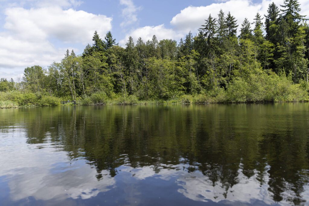 Clouds and foliage reflect off the water of Scriber Lake on Wednesday, June 4, 2025 in Lynnwood, Washington. (Olivia Vanni / The Herald)

