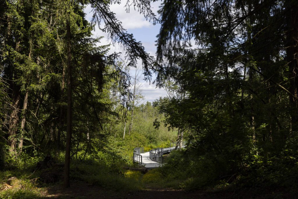 The boardwalk at Scriber Lake Park on Wednesday, June 4, 2025 in Lynnwood, Washington. (Olivia Vanni / The Herald)
