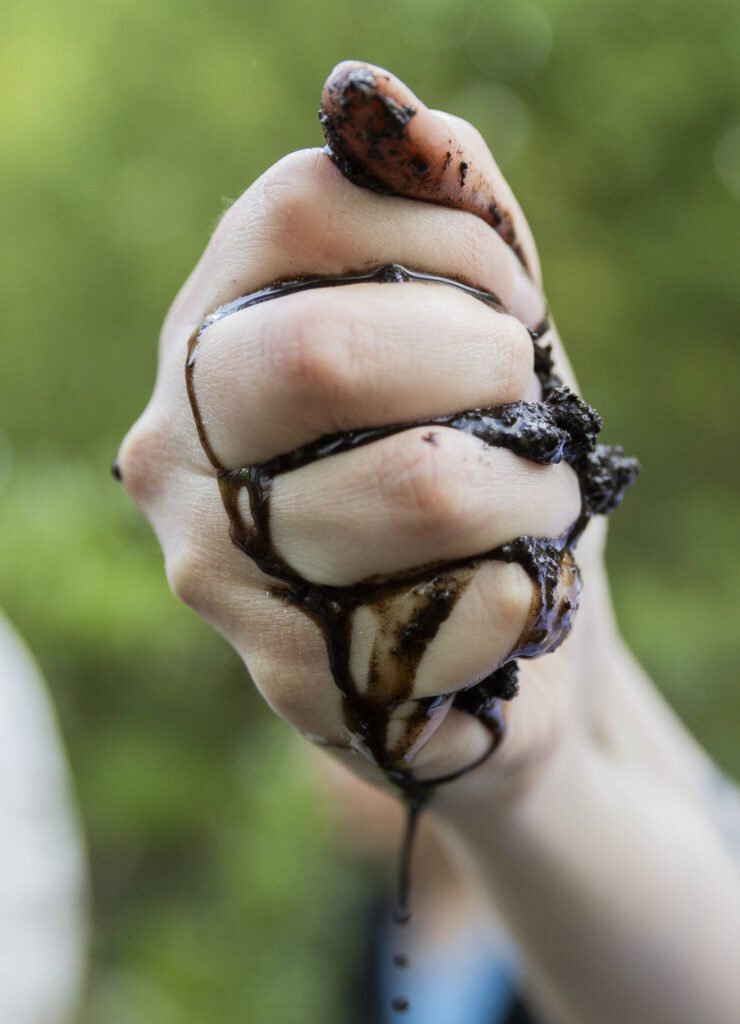 Maggie Fogle squeezes moisture out of peat at the North Creek Wetlands on Wednesday, June 4, 2025 in Bothell, Washington. (Olivia Vanni / The Herald)
