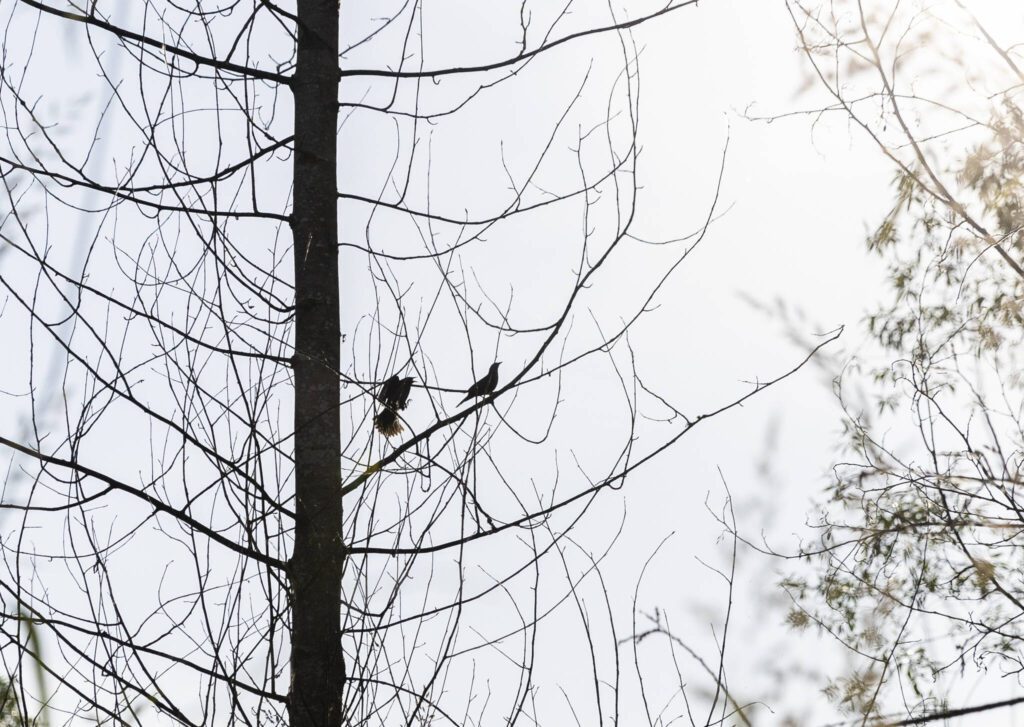 Two birds perch in a tree at the North Creek Wetlands on Wednesday, June 4, 2025 in Bothell, Washington. (Olivia Vanni / The Herald)

