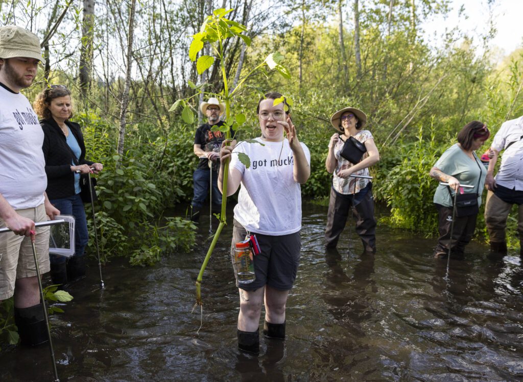Maggie Fogle talks about jewelweed at the North Creek Wetlands on Wednesday, June 4, 2025 in Bothell, Washington. (Olivia Vanni / The Herald)
