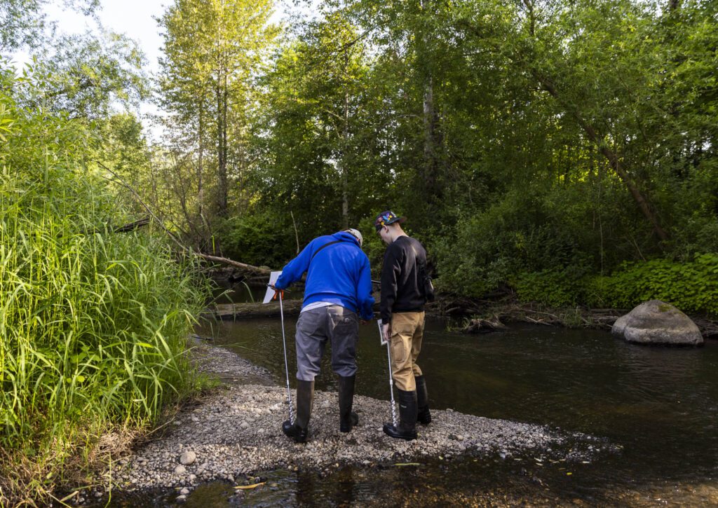 People look in the water at the North Creek Wetlands on Wednesday, June 4, 2025 in Bothell, Washington. (Olivia Vanni / The Herald)
