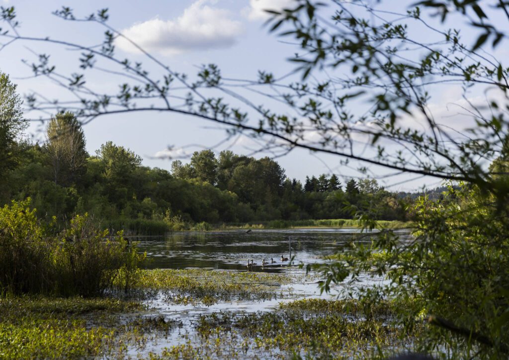 A gaggle of geese navigate their way across the water at the North Creek Wetlands on Wednesday, June 4, 2025 in Bothell, Washington. (Olivia Vanni / The Herald)
