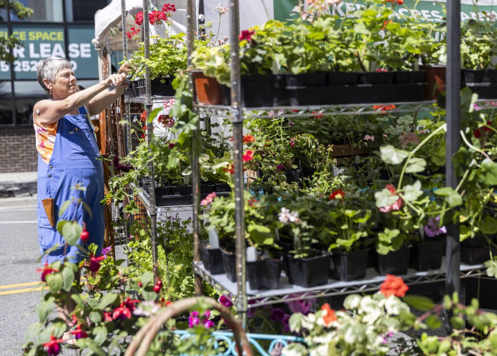 Edie Carroll trims plants at Baker’s Acres Nursery during Sorticulture on Friday, June 6, 2025 in Everett, Washington. (Olivia Vanni / The Herald)
